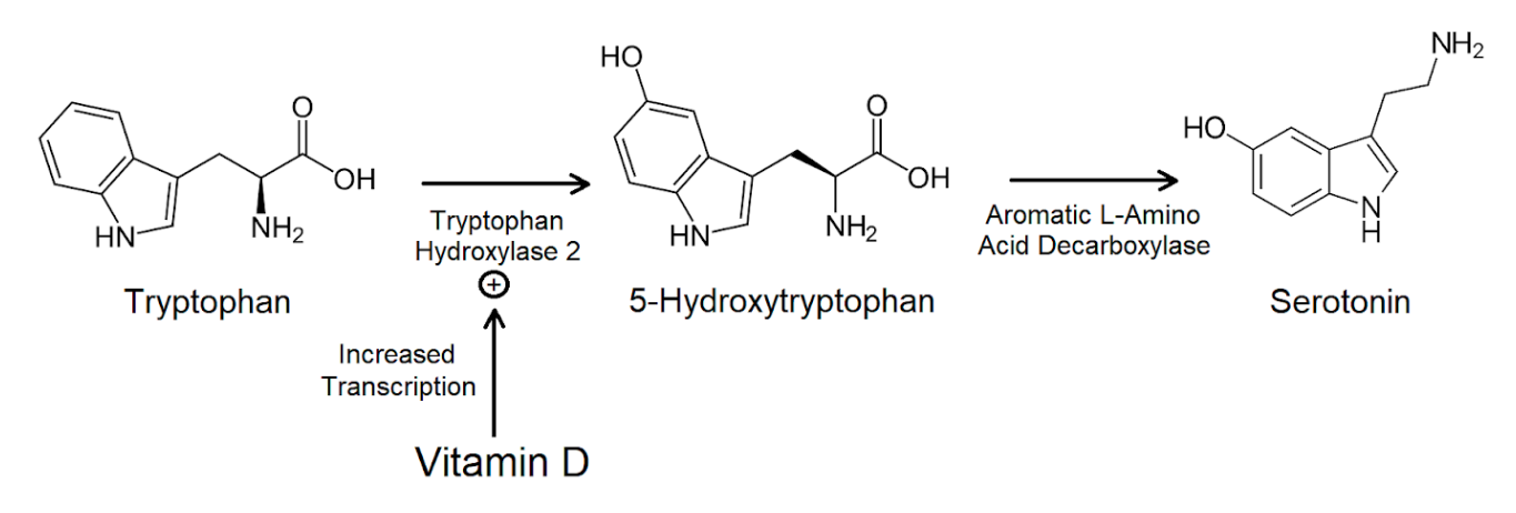 The process of Vitamin D and Serotonin Synthesis