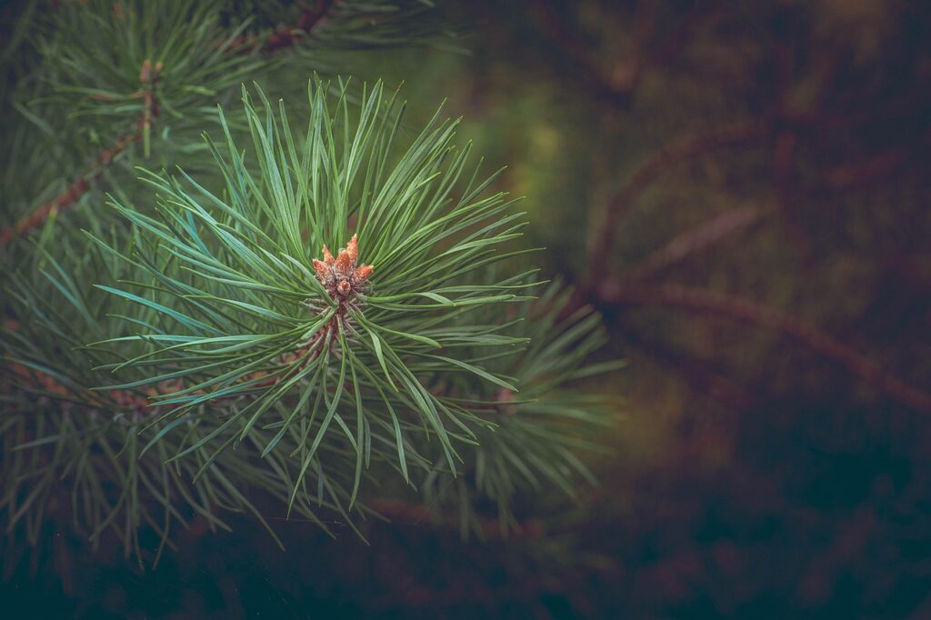 pine, branch, tree, pine needles, conifer, plant, flora, forest, nature, closeup, pine, pine, pine, pine, pine, pine needles, pine needles