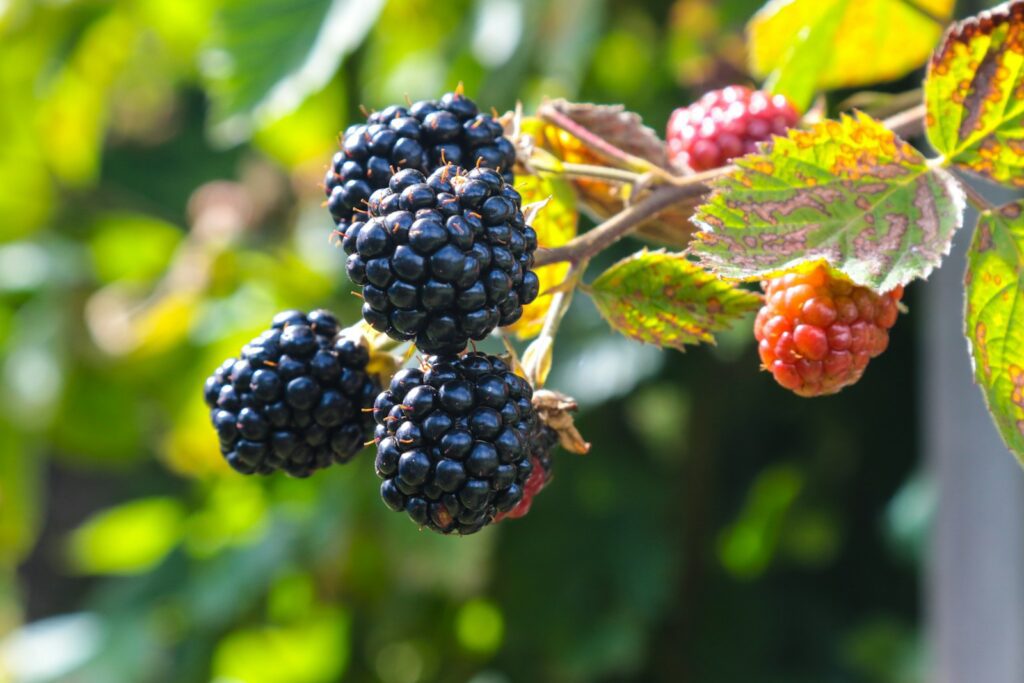 A bunch of blackberries hanging from a tree